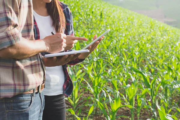 Agronom Untersucht Pflanze Maisfeld Paar Landwirt Und Forscher Analysiert Maispflanze — Stockfoto