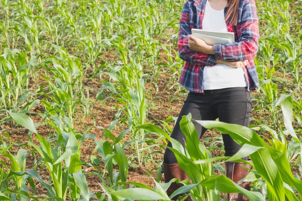 Agronomist Examining Plant Corn Field Farmer Analyzing Corn Plant — Stock Photo, Image