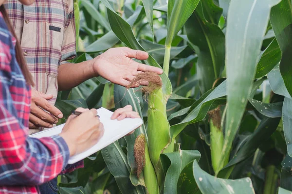 Agronom Zkoumání Kukuřičném Poli Pár Farmář Výzkumník Analýzy Obilí — Stock fotografie