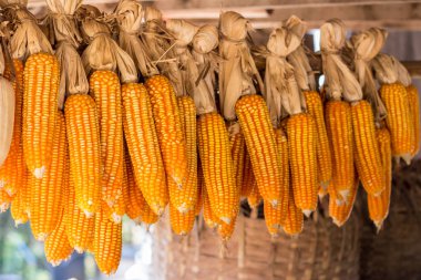 Mısır hasadı, kurutulmuş mısır dokusu.