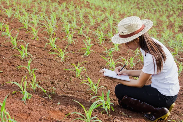 Agronomist examining plant in corn field, Female researchers are examining and taking notes in the corn seed field.