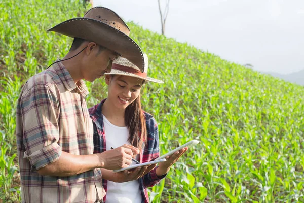 Tesisi Mısır alan, kaç çiftçi ve Mısır bitki analiz araştırmacı inceleyerek ziraat mühendisi.