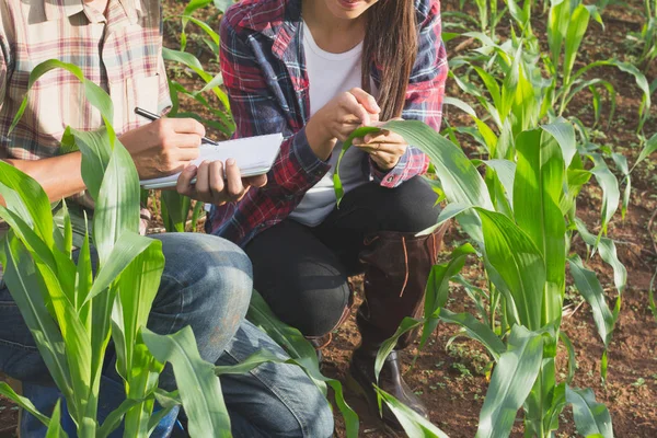 Agronom Zkoumání Kukuřičném Poli Pár Farmář Výzkumník Analýzy Obilí — Stock fotografie