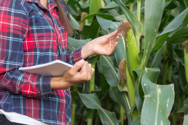 Agronomist Examining Plant Corn Field Farmer Researcher Analyzing Corn Plant — Stock Photo, Image