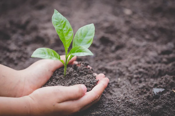 孩子们手牵着一个年轻的绿色植物 幼苗正在从肥沃的土壤中生长 种植树木 减少全球变暖 种植树木 热爱自然 世界环境日 — 图库照片