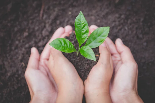 The hands of the woman and child to plant the seedlings in the soil,Seedlings are growing from abundant soil, plant a tree, reduce global warming, World Environment Day ecology concept.