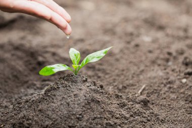 Bakım ve ağaç el ile sulama, elleri küçük fideleri su damlayan, bitki bir ağaç, küresel ısınma, dünya çevre günü azaltmak