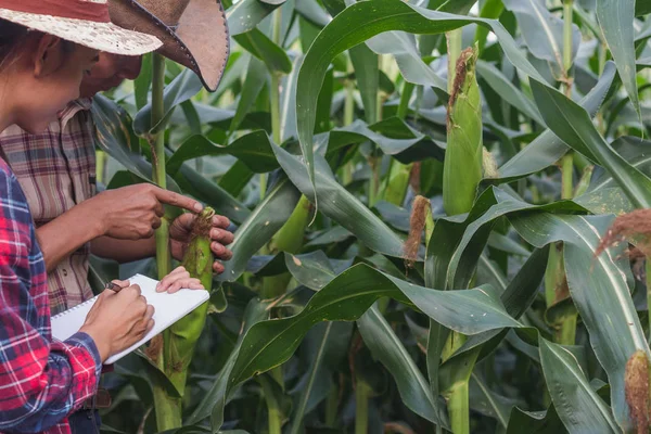 Agronomist Examining Plant Corn Field Couple Farmer Researcher Analyzing Corn — Stock Photo, Image