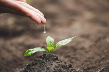 Elleri küçük fideleri su damlayan, bitki bir ağaç, küresel ısınma, dünya çevre günü azaltmak