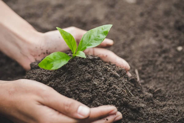 Menselijke Hand Met Een Kleine Zaailing Plant Een Boom Verminderen — Stockfoto