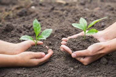 Çevre Günü Ağaçların elinde filizlenen fidelerin.  