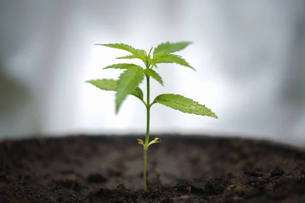 Plántulas Cannabis Cultivo Árboles Marihuana Hojas Cannabis Una Planta Sobre — Foto de Stock