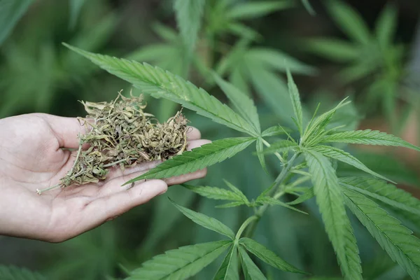 Young farmers check the quality of marijuana trees, Farmer growing hemp and checking plants growth, agriculture and environment concept