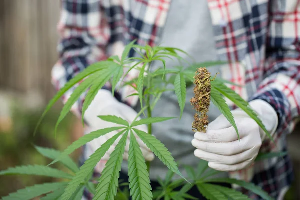 farmer checking hemp plants in the field,  Cultivation of marijuana, flowering cannabis plant as a legal medicinal drug.