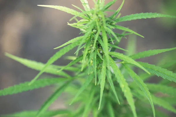 Cannabis marijuana weed plant flower bud close up macro drug thc, Cultivation of marijuana, flowering cannabis plant as a legal medicinal drug.