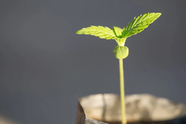Marijuana Cannabis Seedling Small Plant Cannabis Seedlings Stage Vegetation Planted — Stock Photo, Image