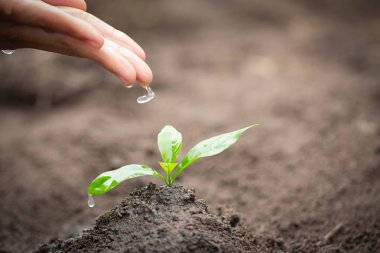 Elleri küçük fideleri su damlayan, bir tre bitki