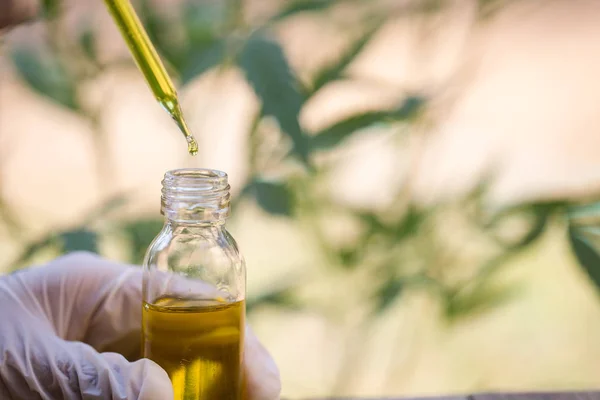 Hemp oil., Hand holding bottle of Cannabis oil against Marijuana — Stock Photo, Image