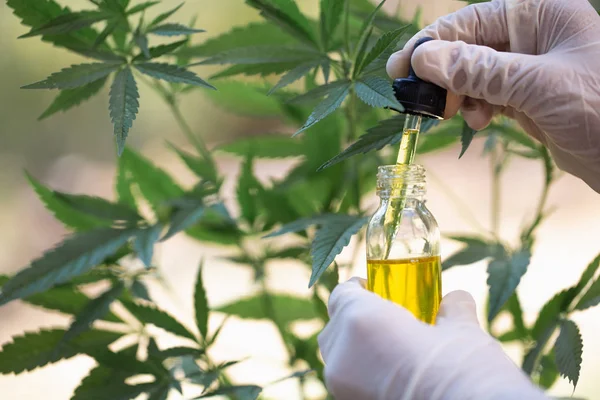 Hemp oil, Medical marijuana products including cannabis leaf,  c — Stock Photo, Image