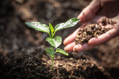 Fidan bereketli topraklarında. Doğal bakım kavramları ve dünya preser
