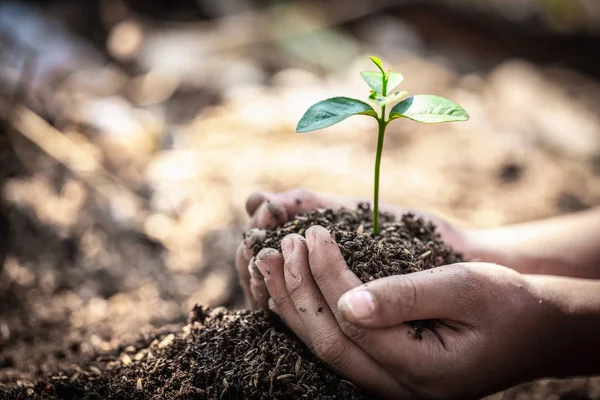 Mãos de criança segurando e cuidando de uma jovem planta verde, mudas ar — Fotografia de Stock