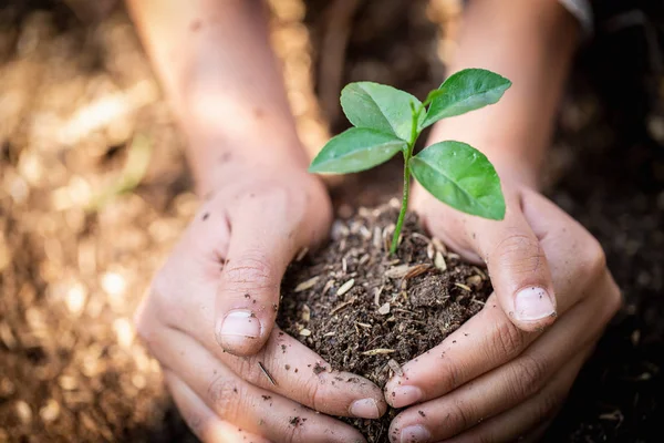 Рука защищает саженцы, которые растут, День окружающей среды Земля — стоковое фото