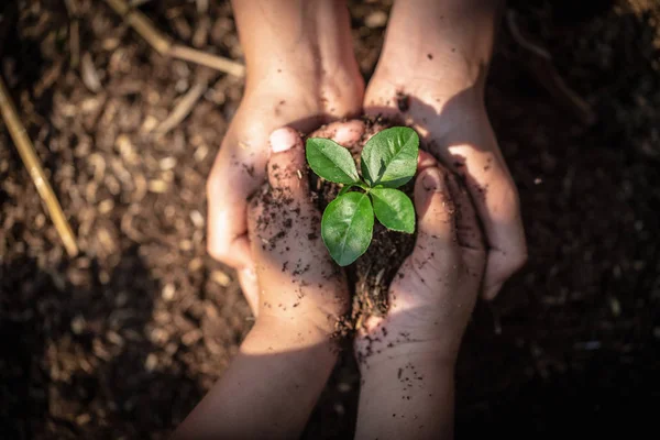 As mãos de adultos e crianças segurando mudas verdes, Enviro — Fotografia de Stock