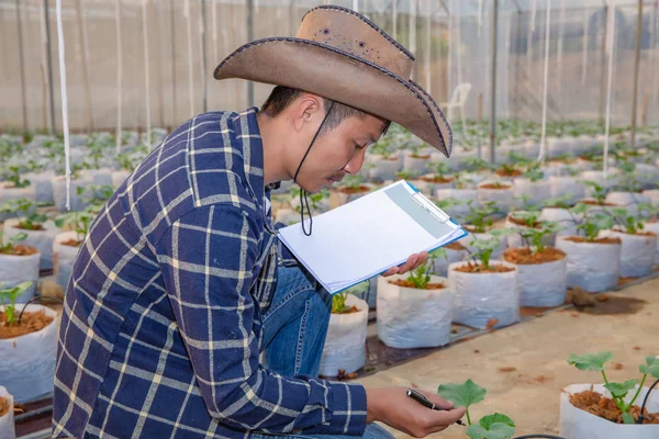 The agronomist examines the growing melon seedlings on the farm,