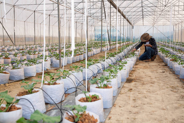 Фермер сельскохозяйственных технологий с помощью планшетного компьютерного анализа
