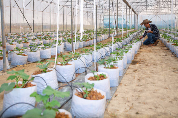 Молодые фермеры анализируют рост семян дыни на гре
