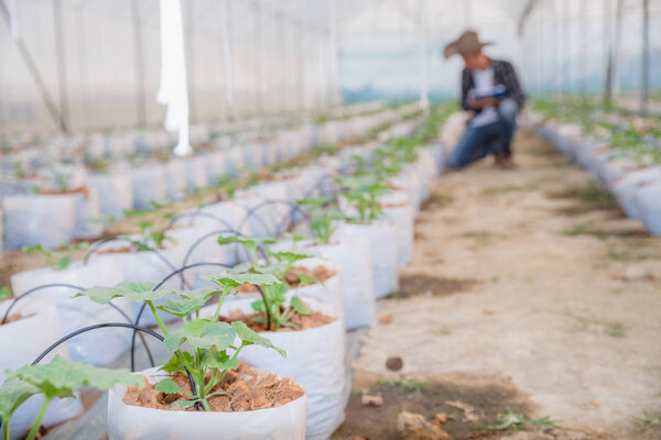 Молодые фермеры анализируют рост семян дыни на гре
