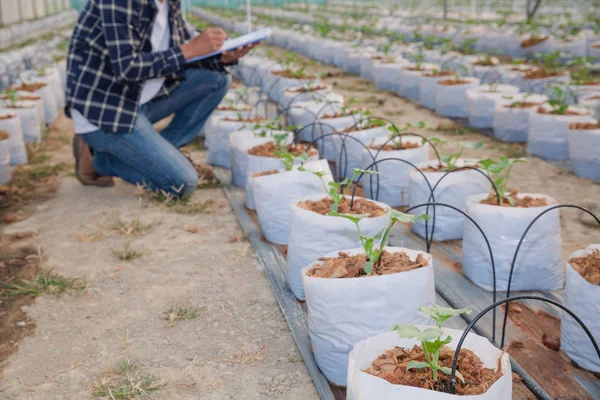 The agronomist examines the growing melon seedlings on the farm,