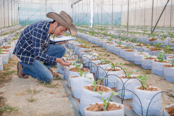 Молодые фермеры анализируют рост семян дыни на гре
