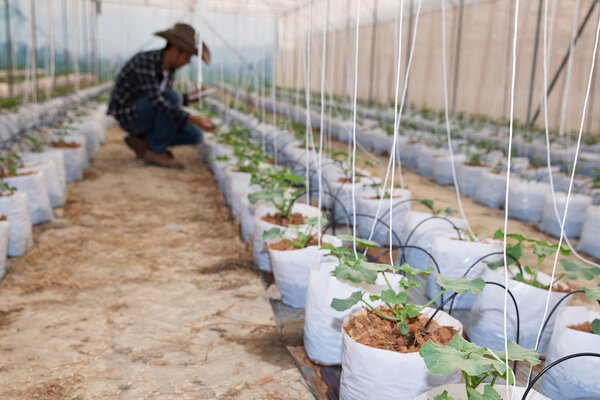 Фермер сельскохозяйственных технологий с помощью планшетного компьютерного анализа
