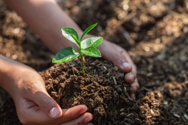 Fidan bereketli topraklarında. Doğal bakım kavramları ve dünya preser