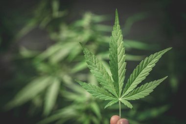 El Holding küçük esrar yaprak kapalı esrar bitkiler ile