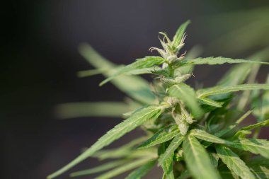 Esrar çiçekli tomurcuklar (esrar), kenevir bitki. Tıbbi cannab