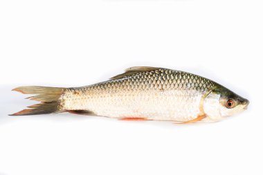 Beyaz arka planda izole nil tilapia balık, balık eti. Yisok