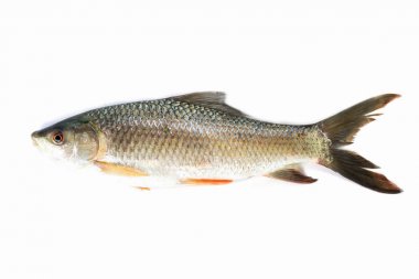 Beyaz arka planda izole nil tilapia balık, balık eti. Yisok