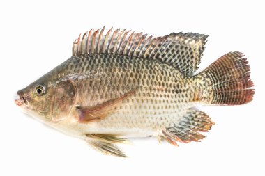Beyaz arka planda izole Nil tilapia balık, balık eti.