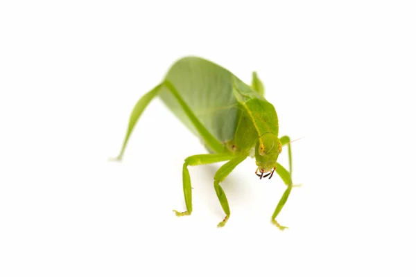 Green locust isolated on white background, Grasshopper, insect — Stock Photo, Image