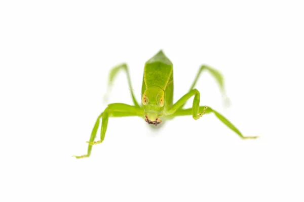 Green locust isolated on white background, Grasshopper, insect — Stock Photo, Image