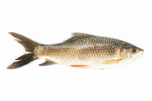 Pesce tilapia del Nilo isolato su fondo bianco, carne di pesce. Yisok. — Foto Stock