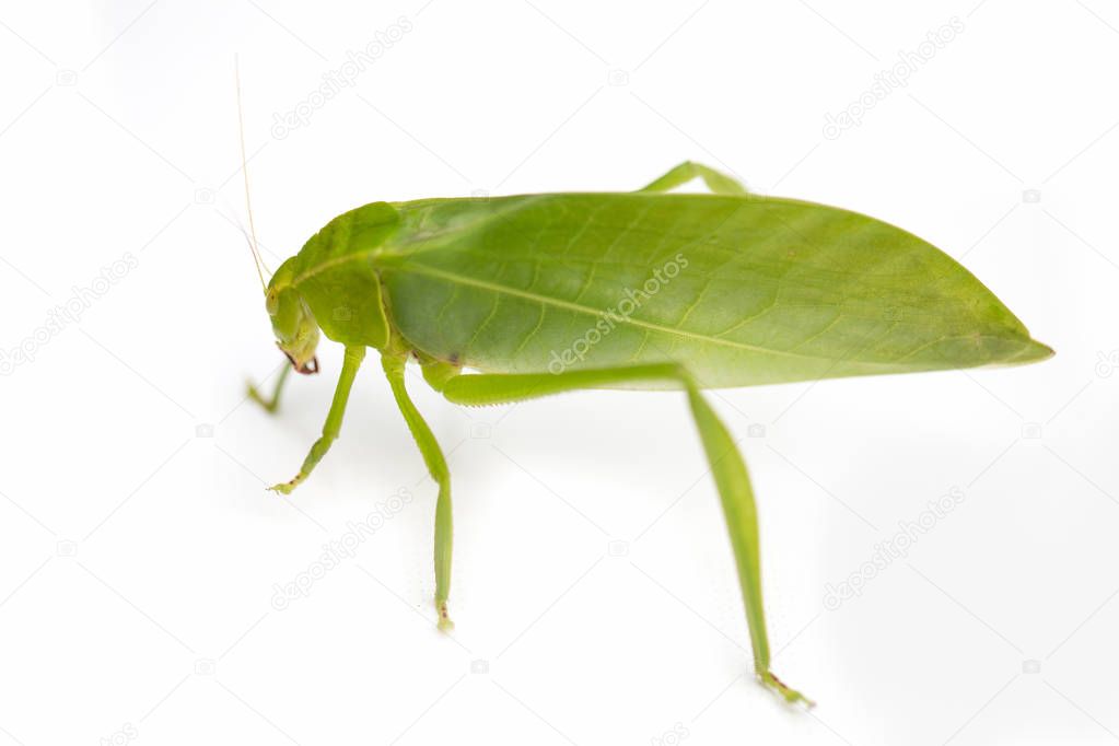 Green locust isolated on white background, Grasshopper, insect