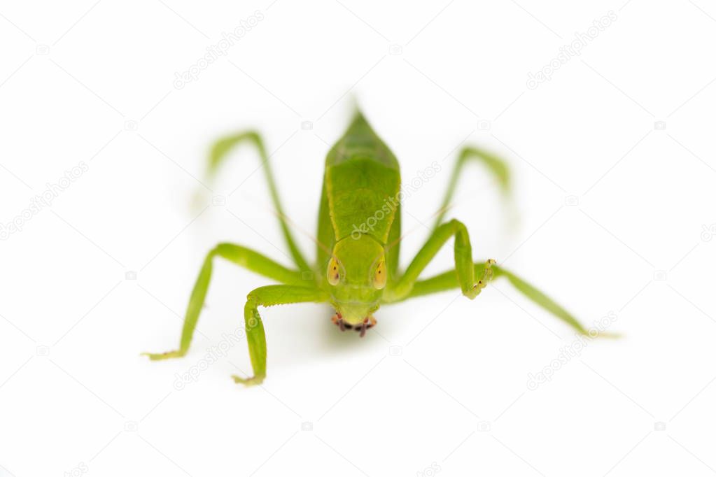 Green locust isolated on white background, Grasshopper, insect