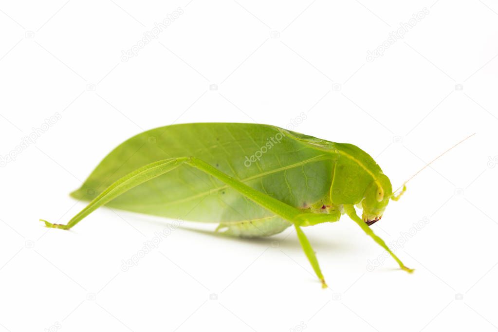Green locust isolated on white background, Grasshopper, insect
