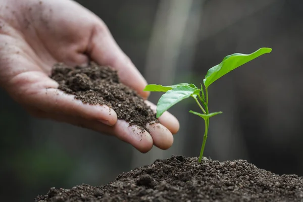 Hands of farmer growing and nurturing tree growing on fertile so