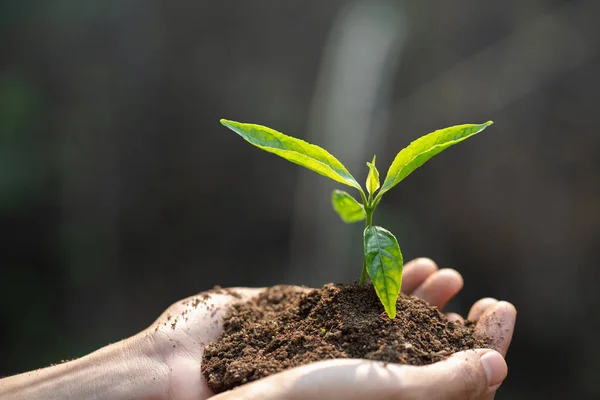 Human hands holding fertile soil and young tree, Planting trees