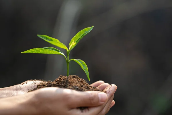 Plántulas pequeñas que crecen en manos humanas, plantan árboles para reducir —  Fotos de Stock