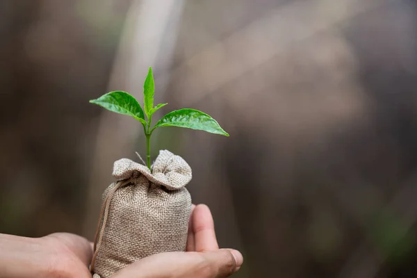 Women hand holding growing seedlings in fertile soil bags, Plant